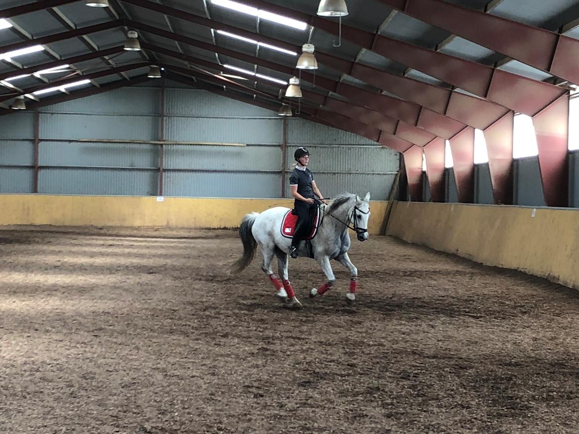 Anden særlig race Tequila  billede 10