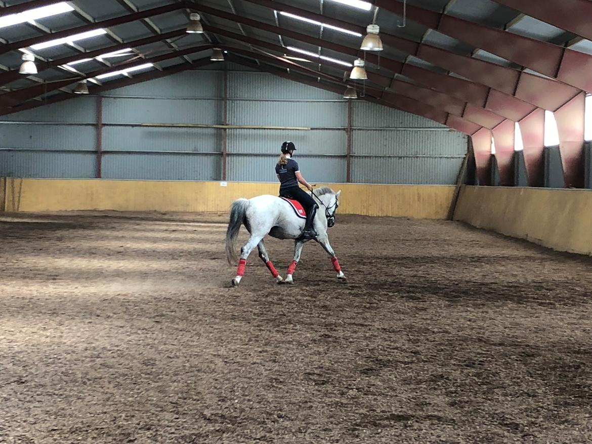 Anden særlig race Tequila  billede 11