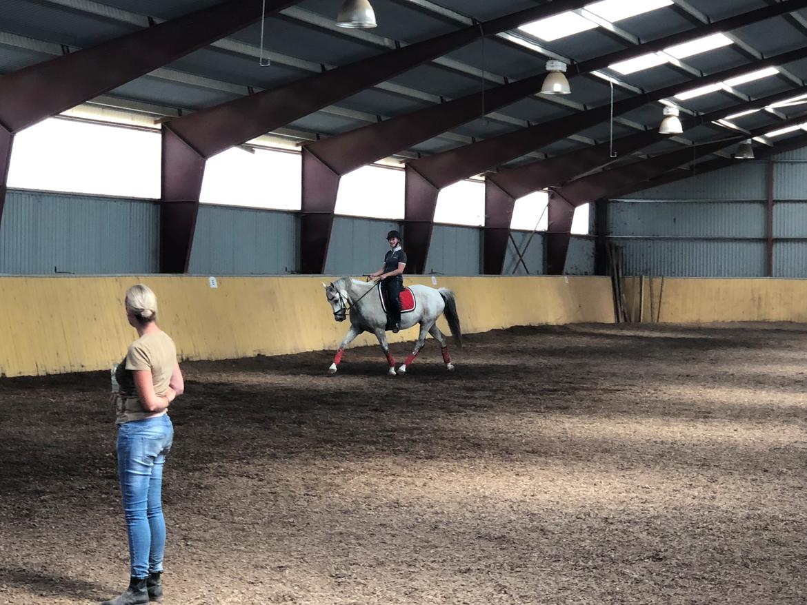 Anden særlig race Tequila  billede 12