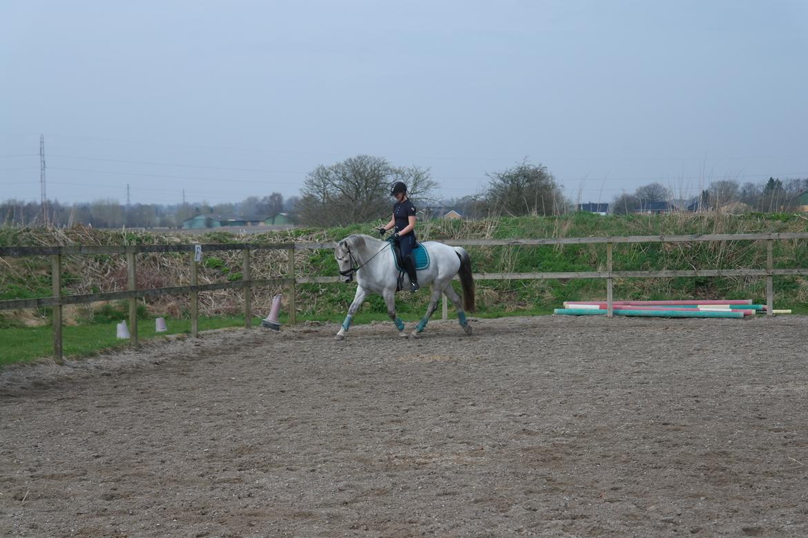 Anden særlig race Tequila  billede 4