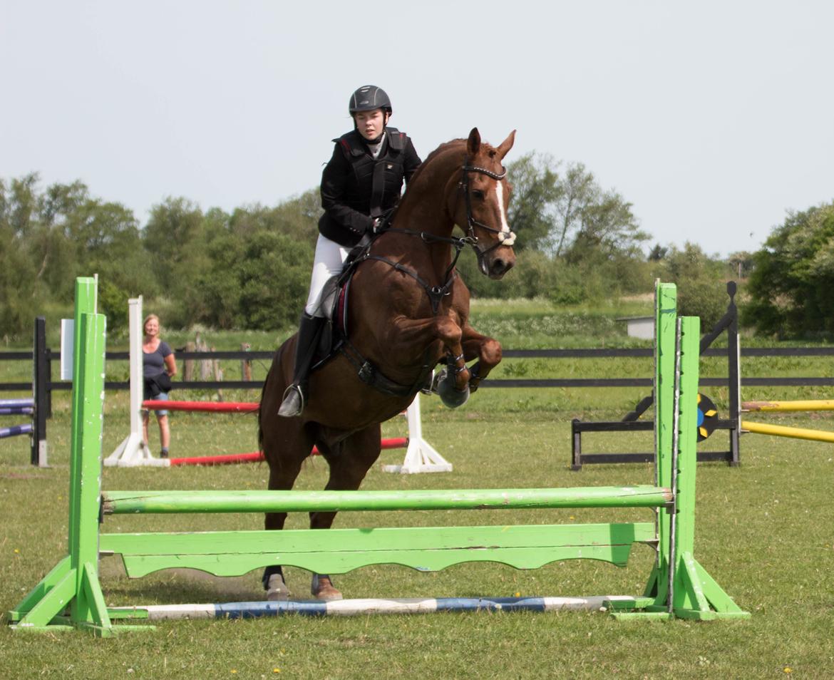 Hollandsk Varmblod A billede 1