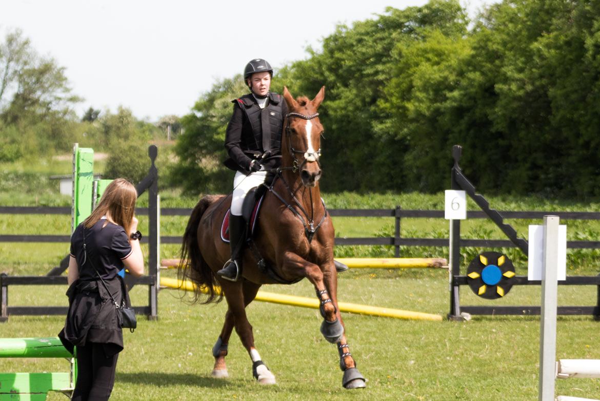 Hollandsk Varmblod A billede 5