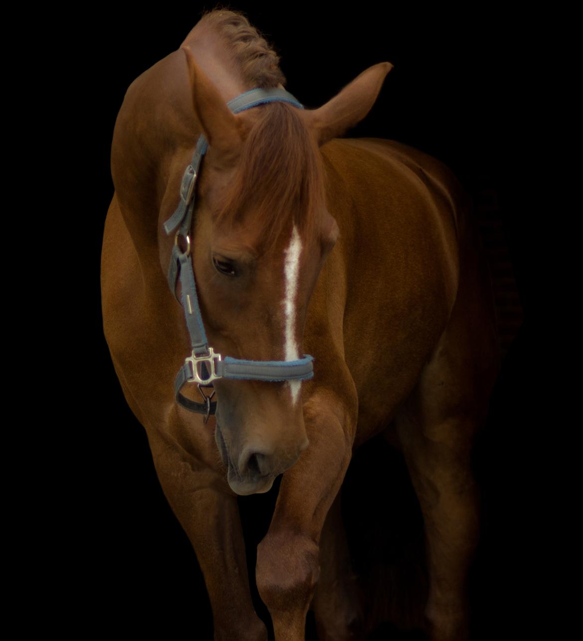 Hollandsk Varmblod A billede 4