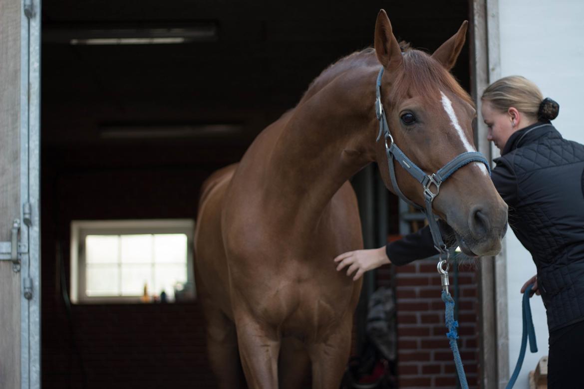 Hollandsk Varmblod A billede 6