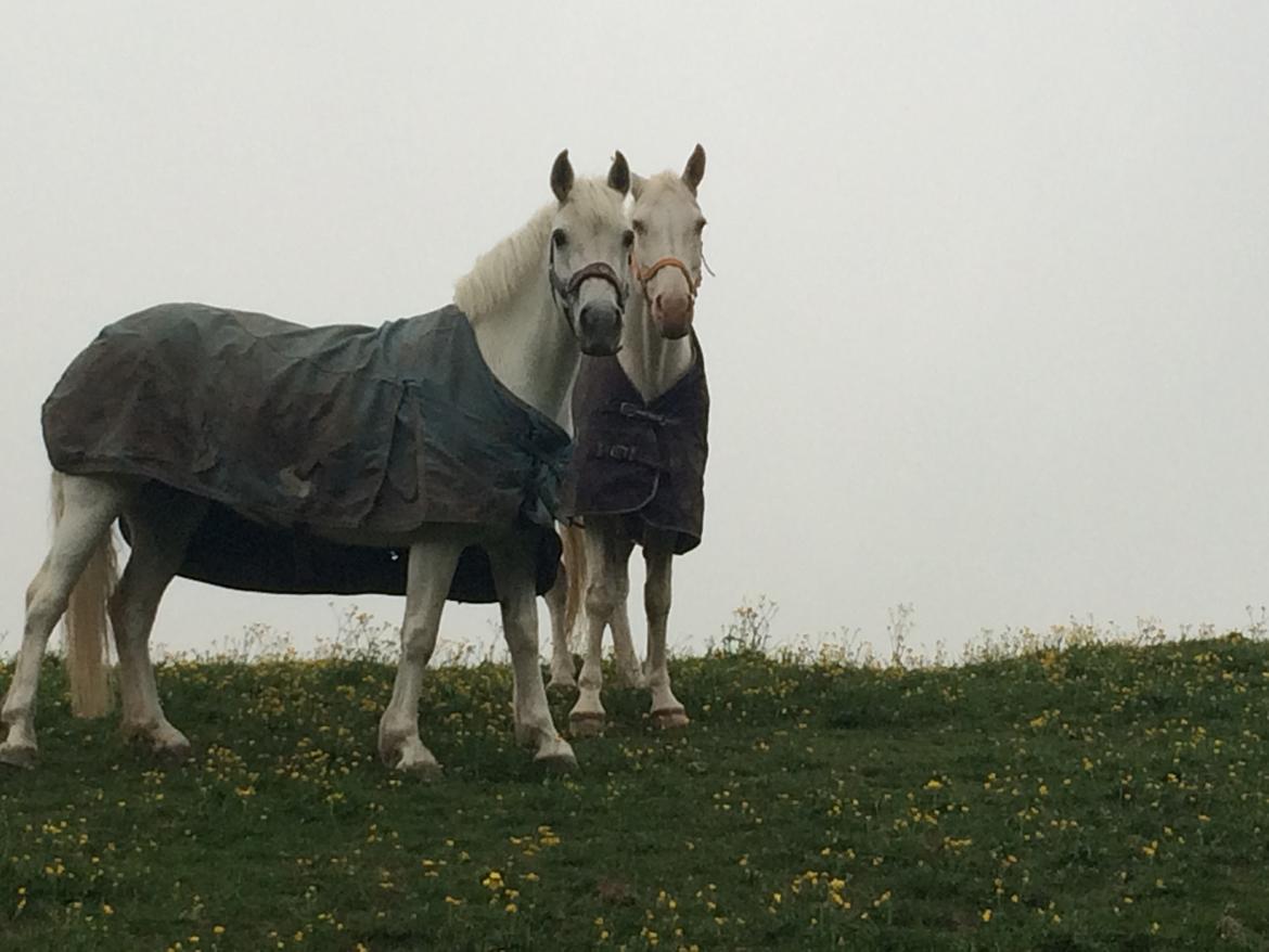 Connemara Monaboy Princess  - Princess og Sasja billede 8