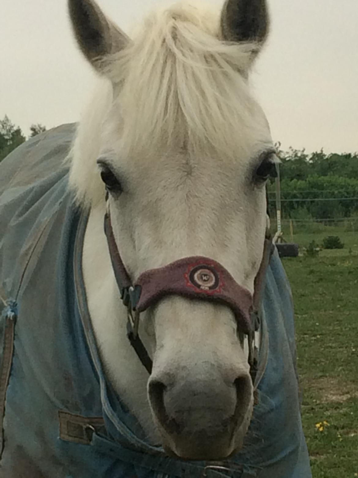 Connemara Monaboy Princess  billede 9