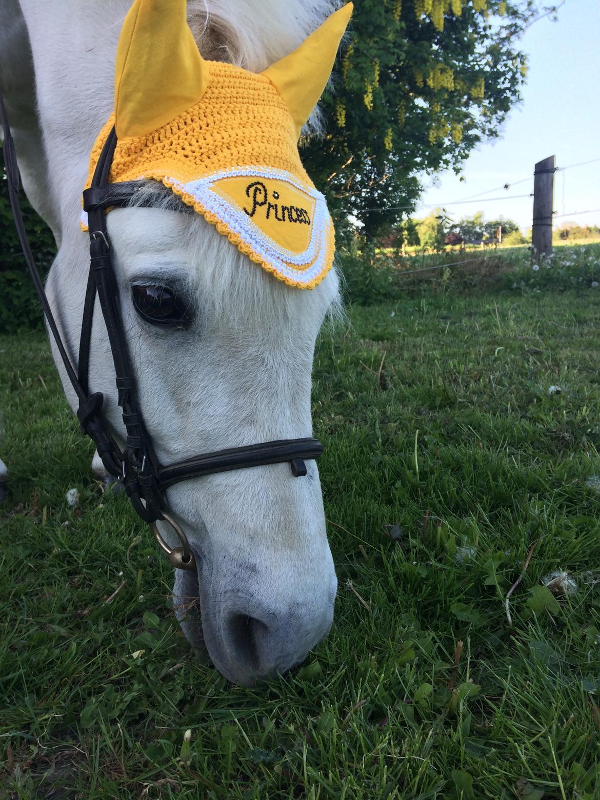 Connemara Monaboy Princess  billede 4