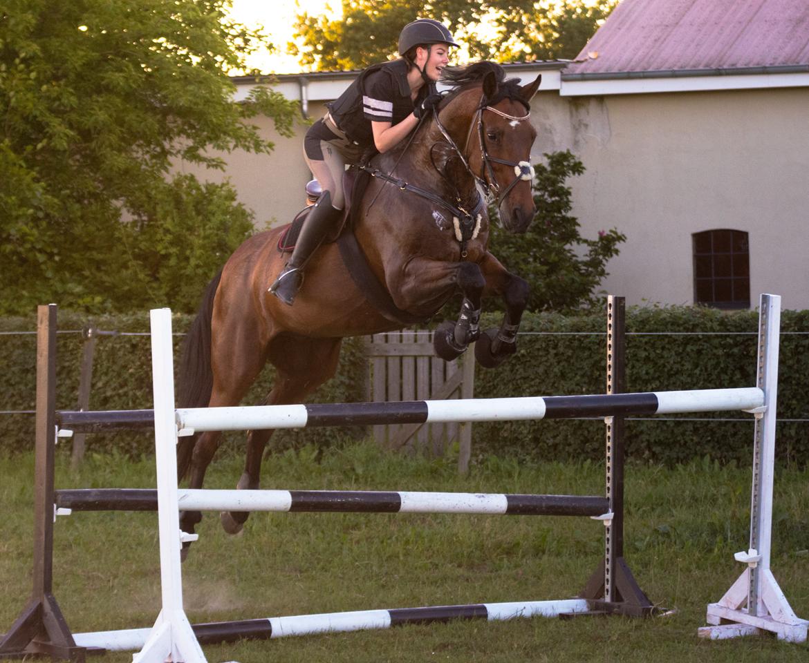 Hollandsk Varmblod W. catsburg billede 1