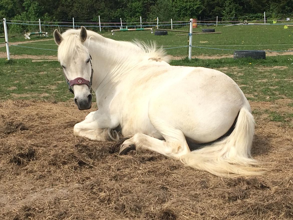 Connemara Monaboy Princess  billede 7