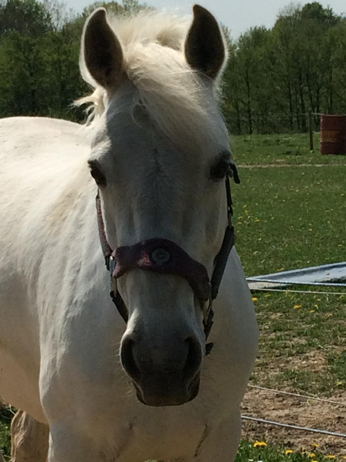 Connemara Monaboy Princess  billede 10