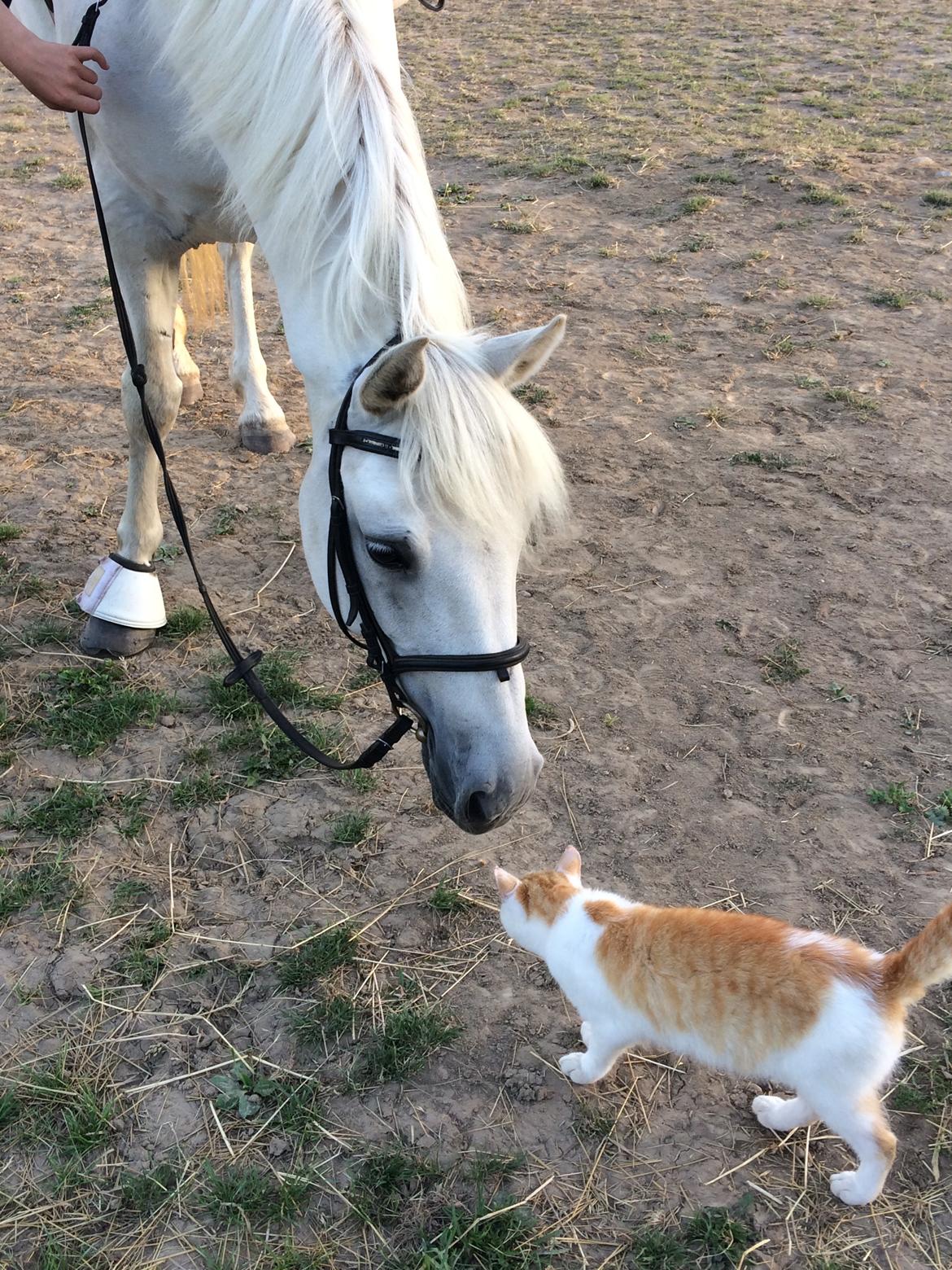 Connemara Monaboy Princess  billede 6