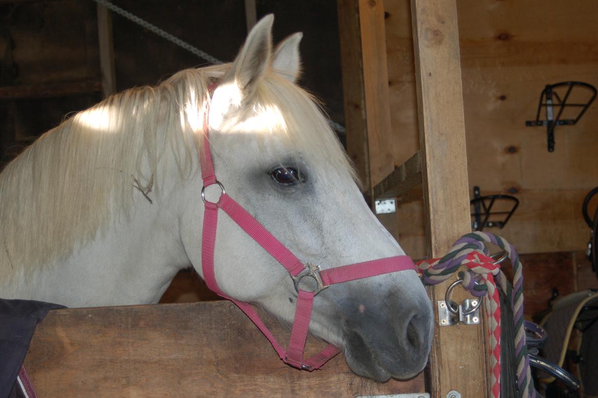 Connemara Monaboy Princess  billede 5