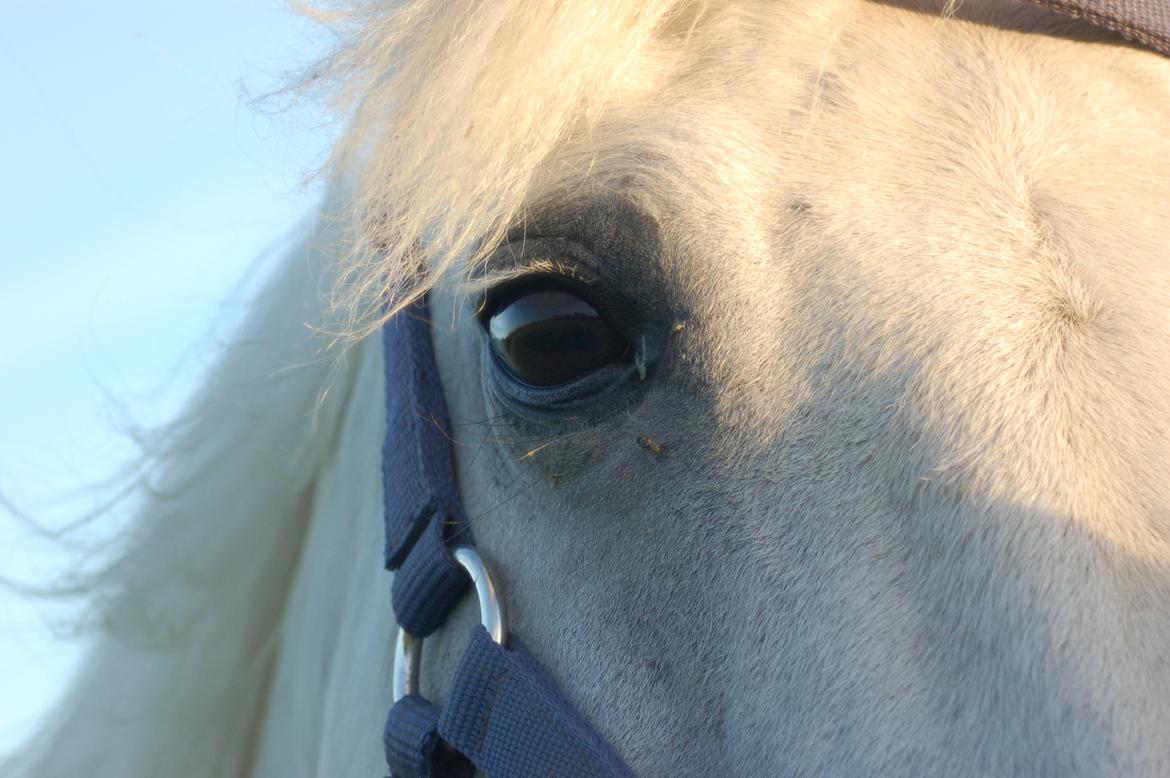 Connemara Monaboy Princess  billede 12