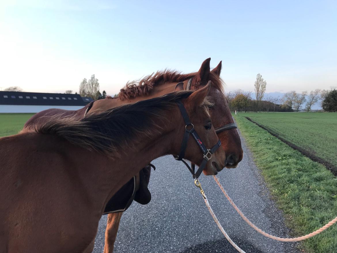 Dansk Varmblod Baymax (SOLGT) billede 4