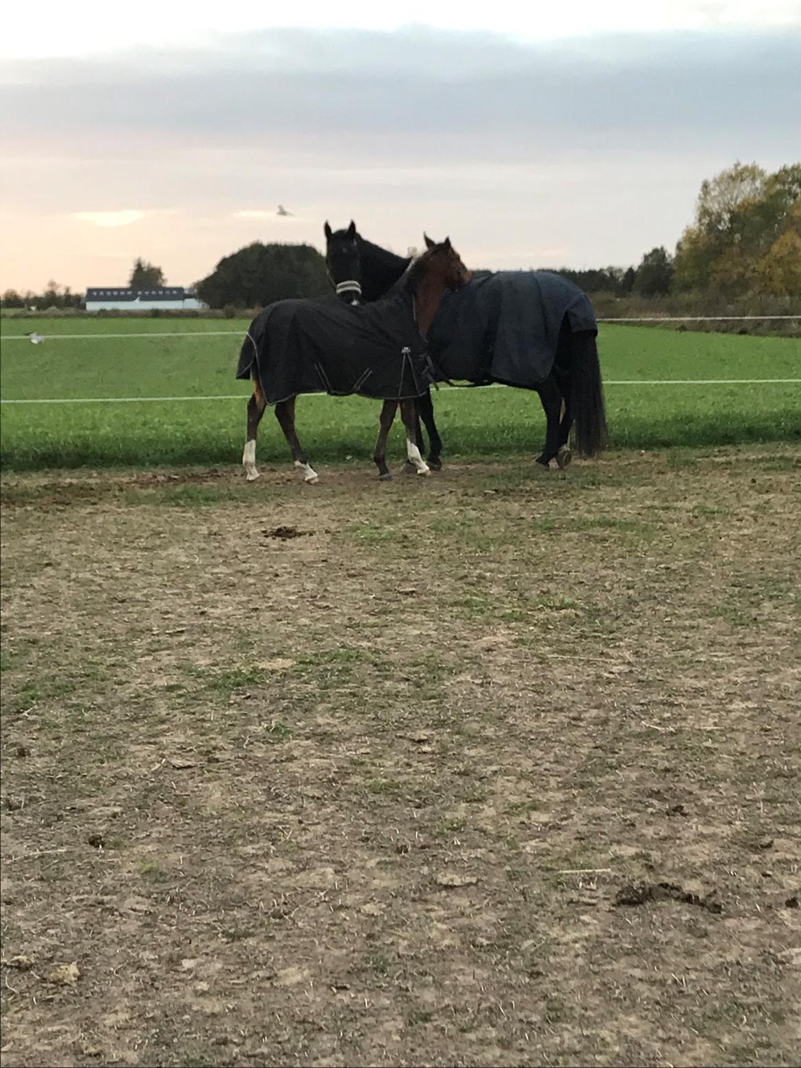 Dansk Varmblod Baymax (SOLGT) billede 7
