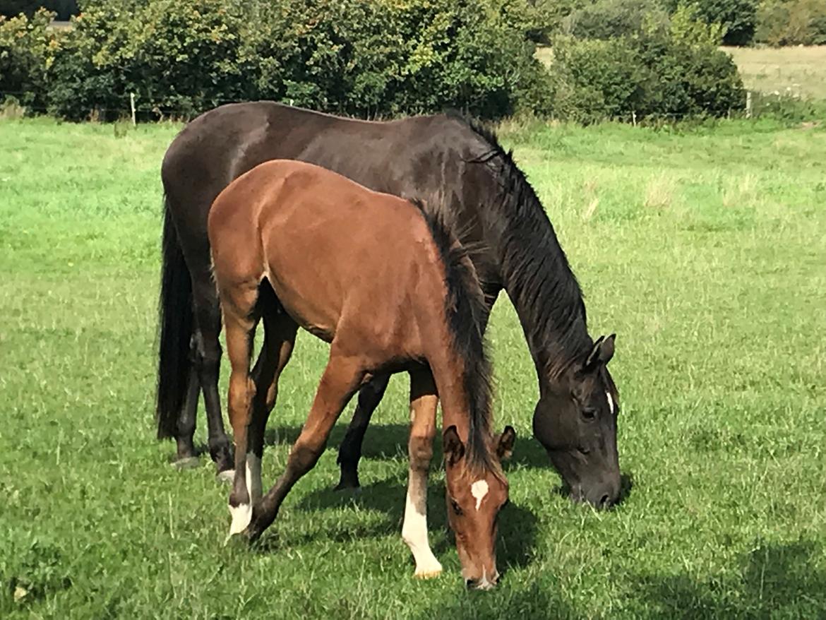 Dansk Varmblod Baymax (SOLGT) billede 12