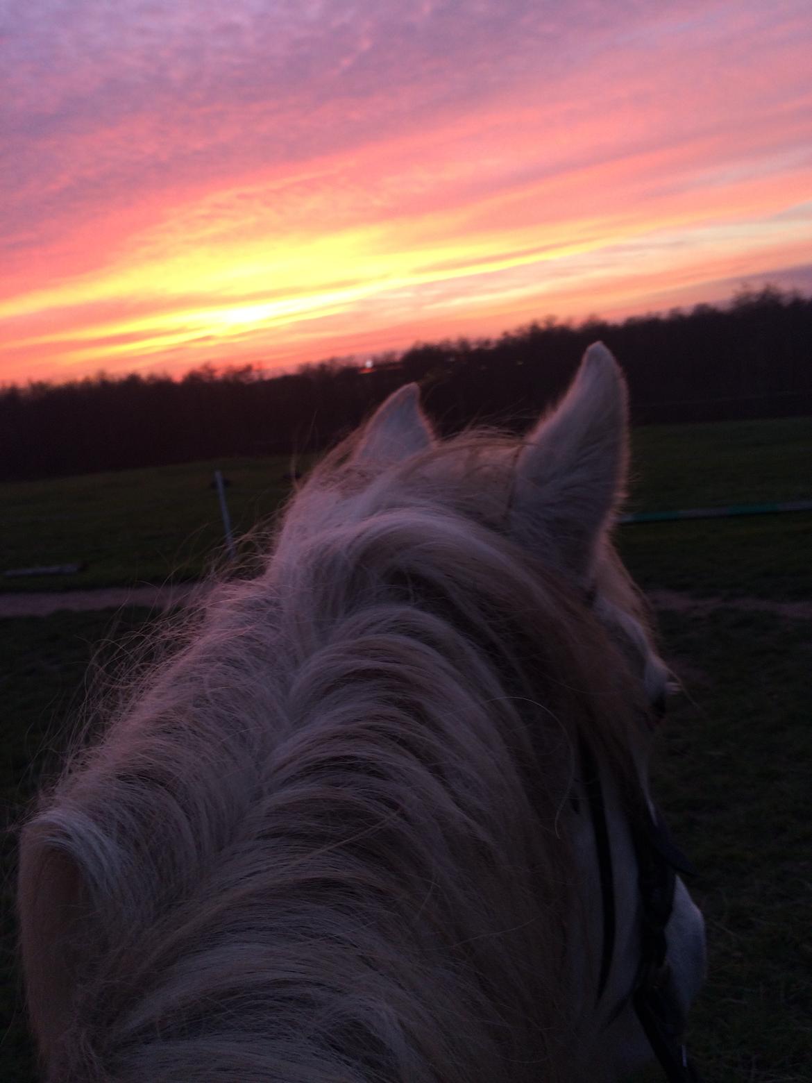 Connemara Monaboy Princess  billede 2