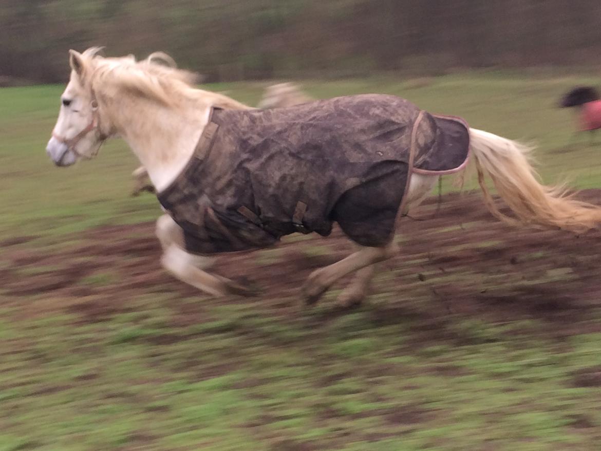 Connemara Monaboy Princess  billede 13