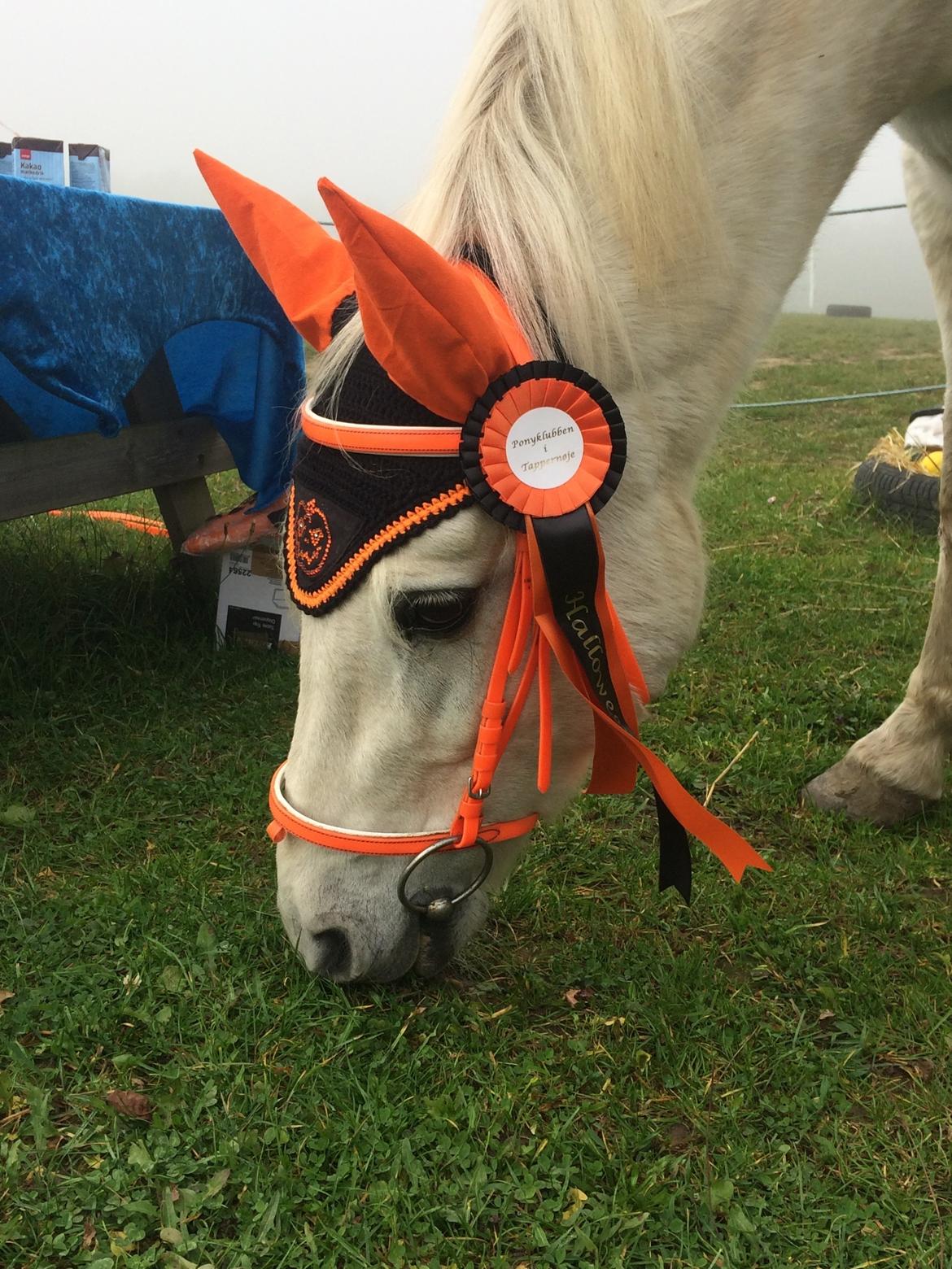 Connemara Monaboy Princess  - Halloween 18 billede 1