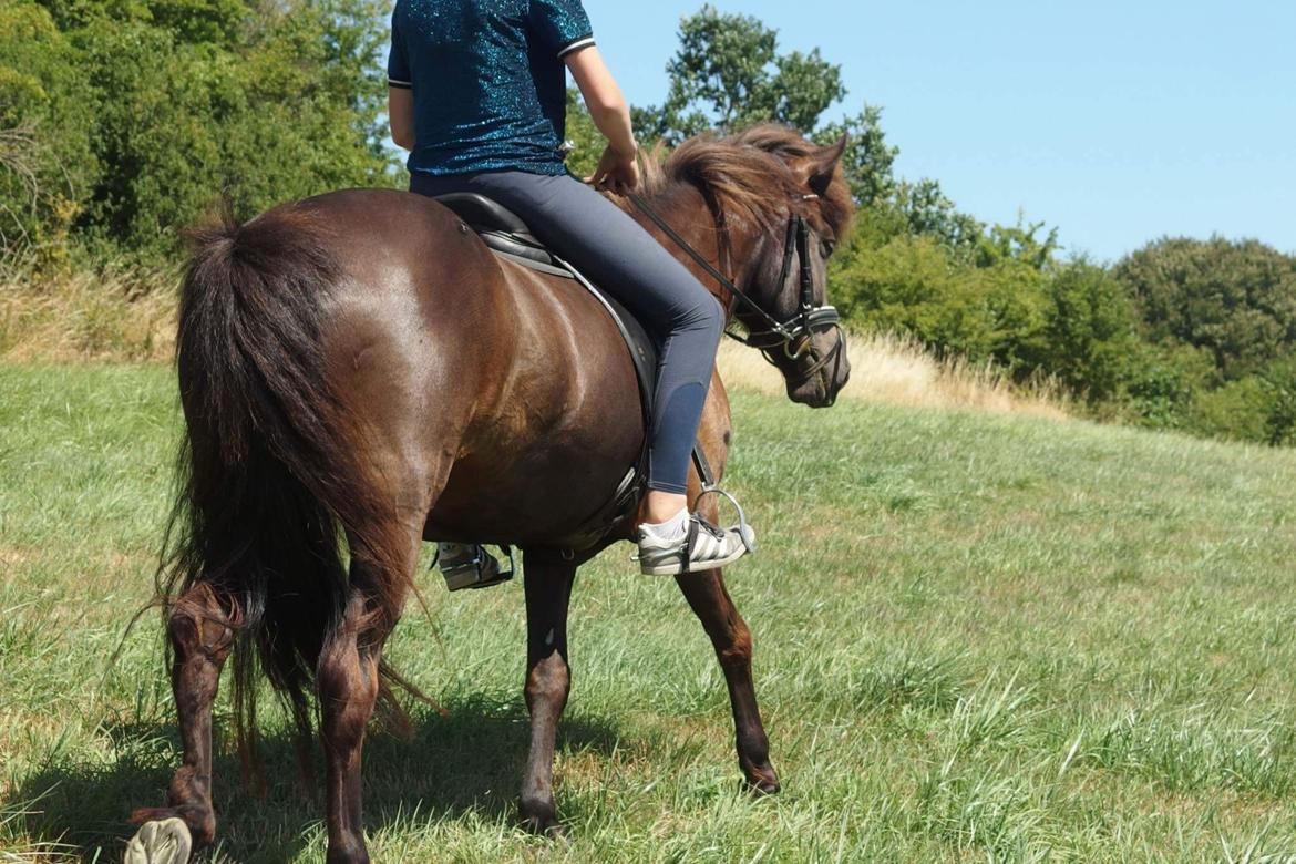 Islænder svala fra søholmegaard billede 11