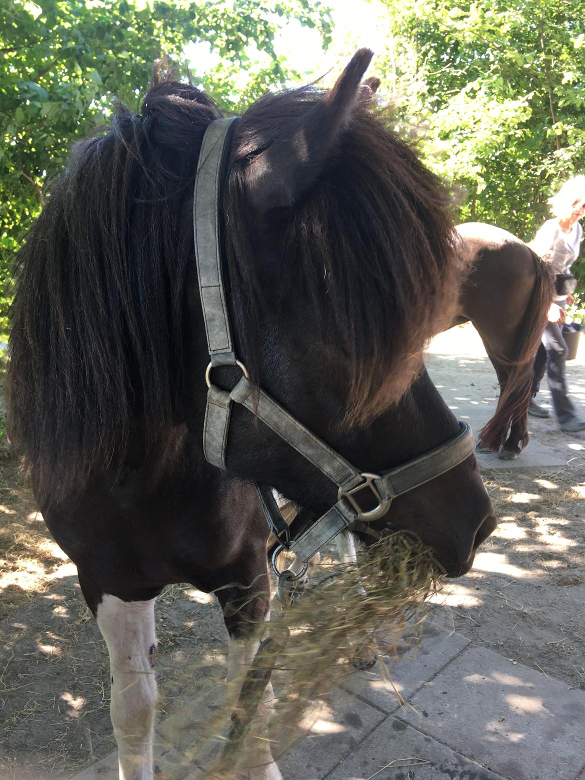 Islænder Tvistur frá miðhúsum billede 1