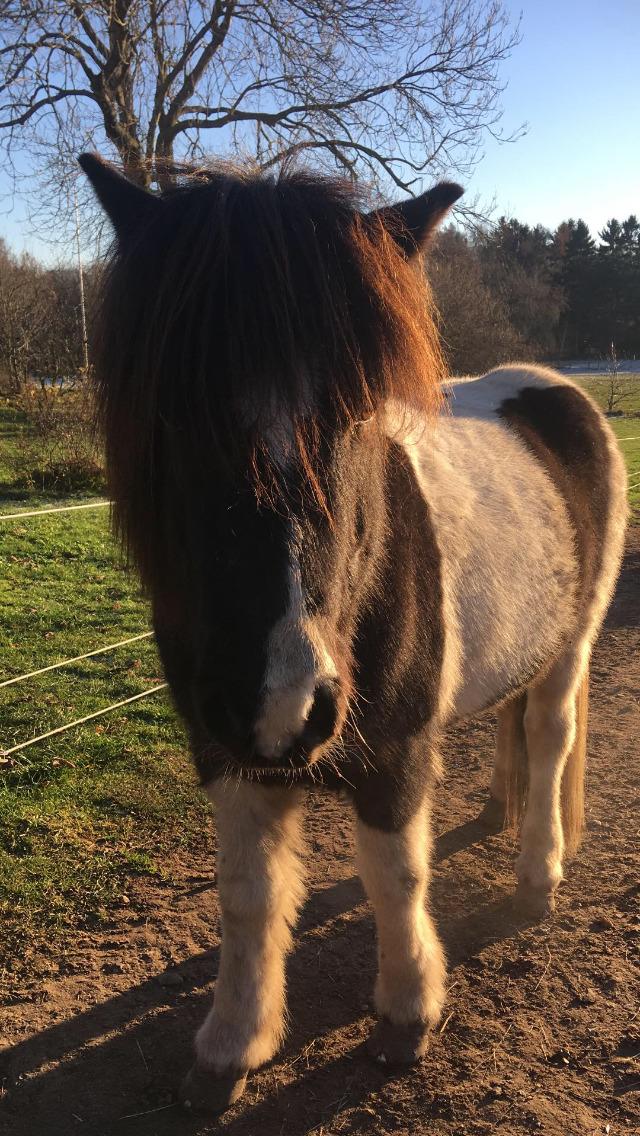 Islænder Tvistur frá miðhúsum billede 2