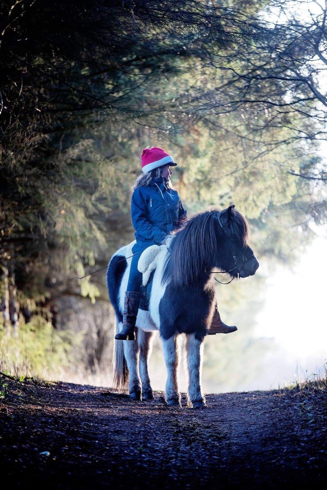 Islænder Tvistur frá miðhúsum billede 5