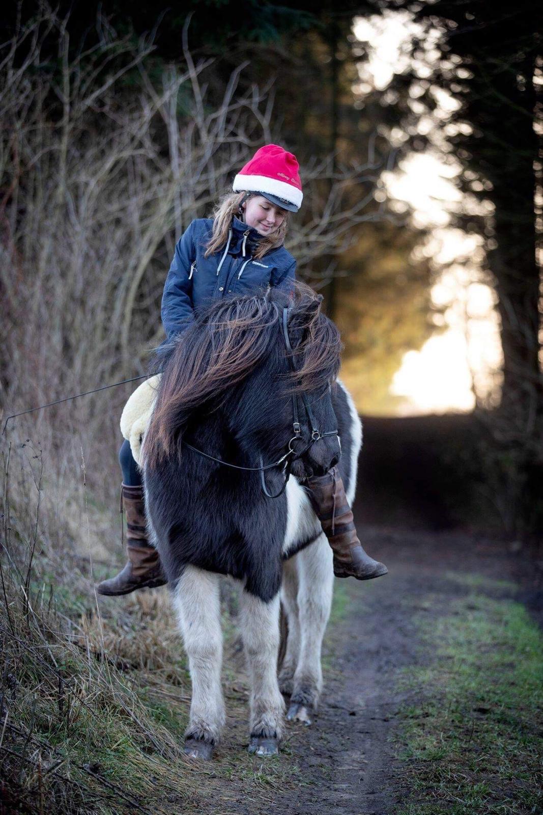 Islænder Tvistur frá miðhúsum billede 3