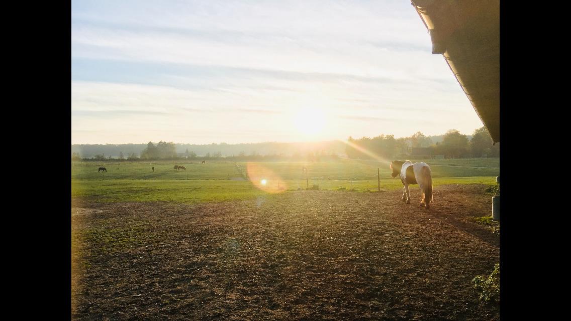 Islænder Tvistur frá miðhúsum billede 4