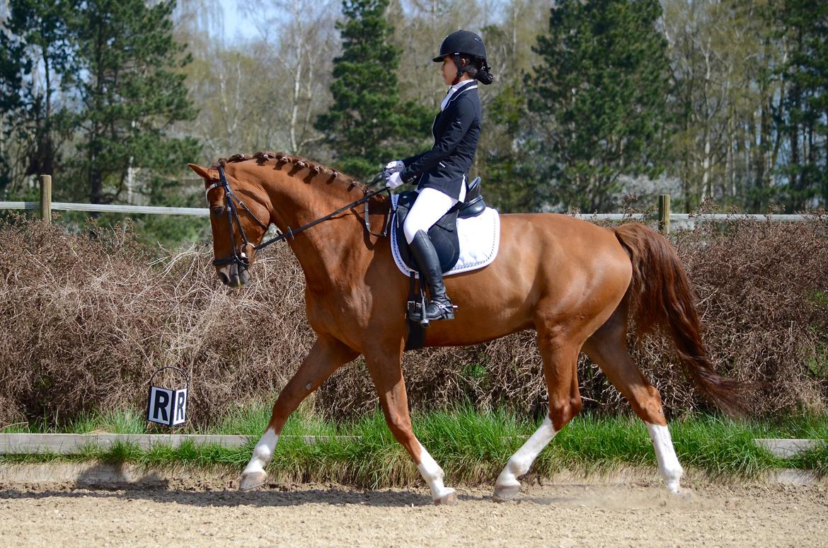 Tysk Oldenburger Lifestyle billede 2