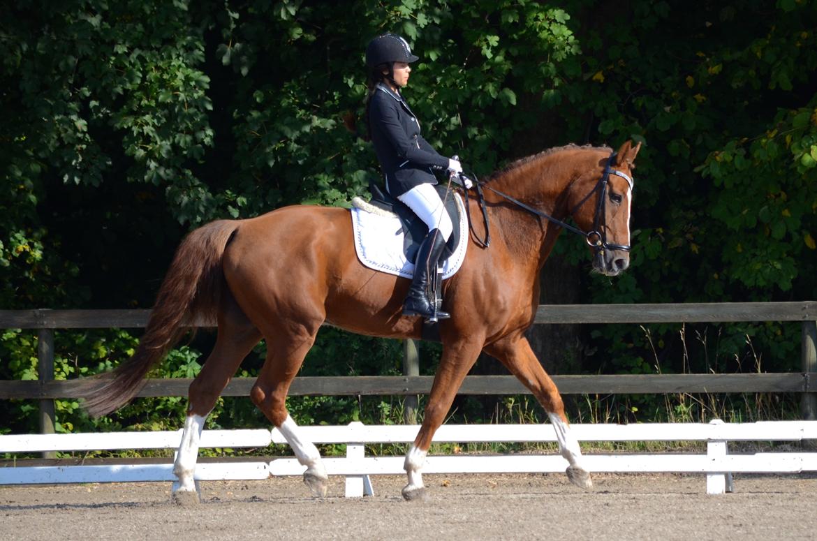 Tysk Oldenburger Lifestyle billede 4