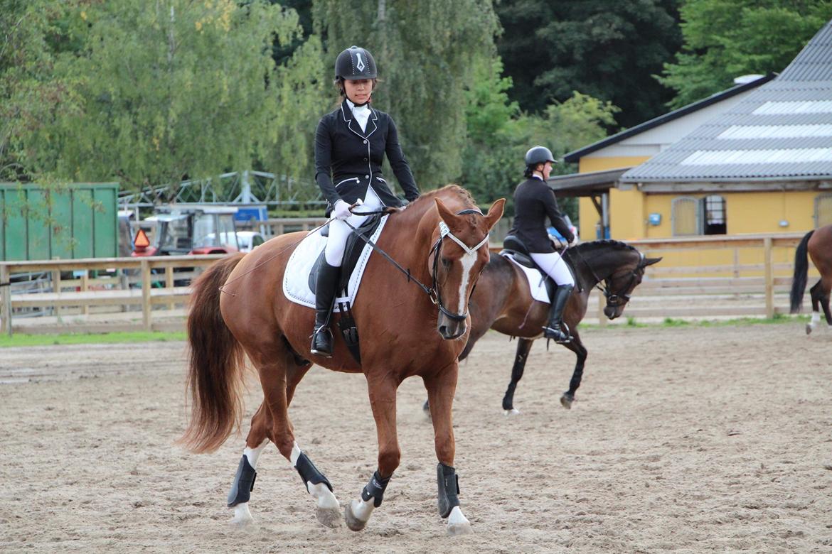 Tysk Oldenburger Lifestyle billede 5