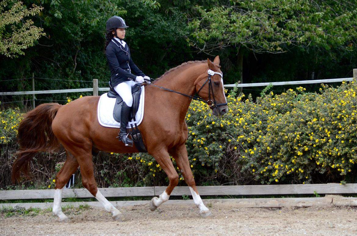 Tysk Oldenburger Lifestyle billede 3