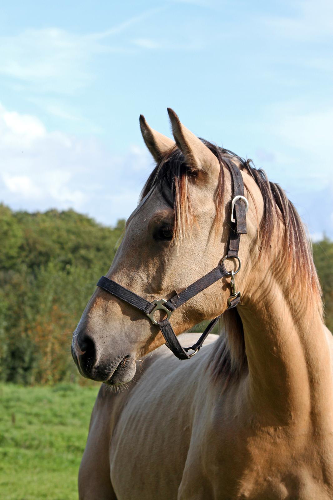 Sportsaraber (A) Richelieu's Cornetto - Taget af Tanja A. d. 15. september 2018 billede 1