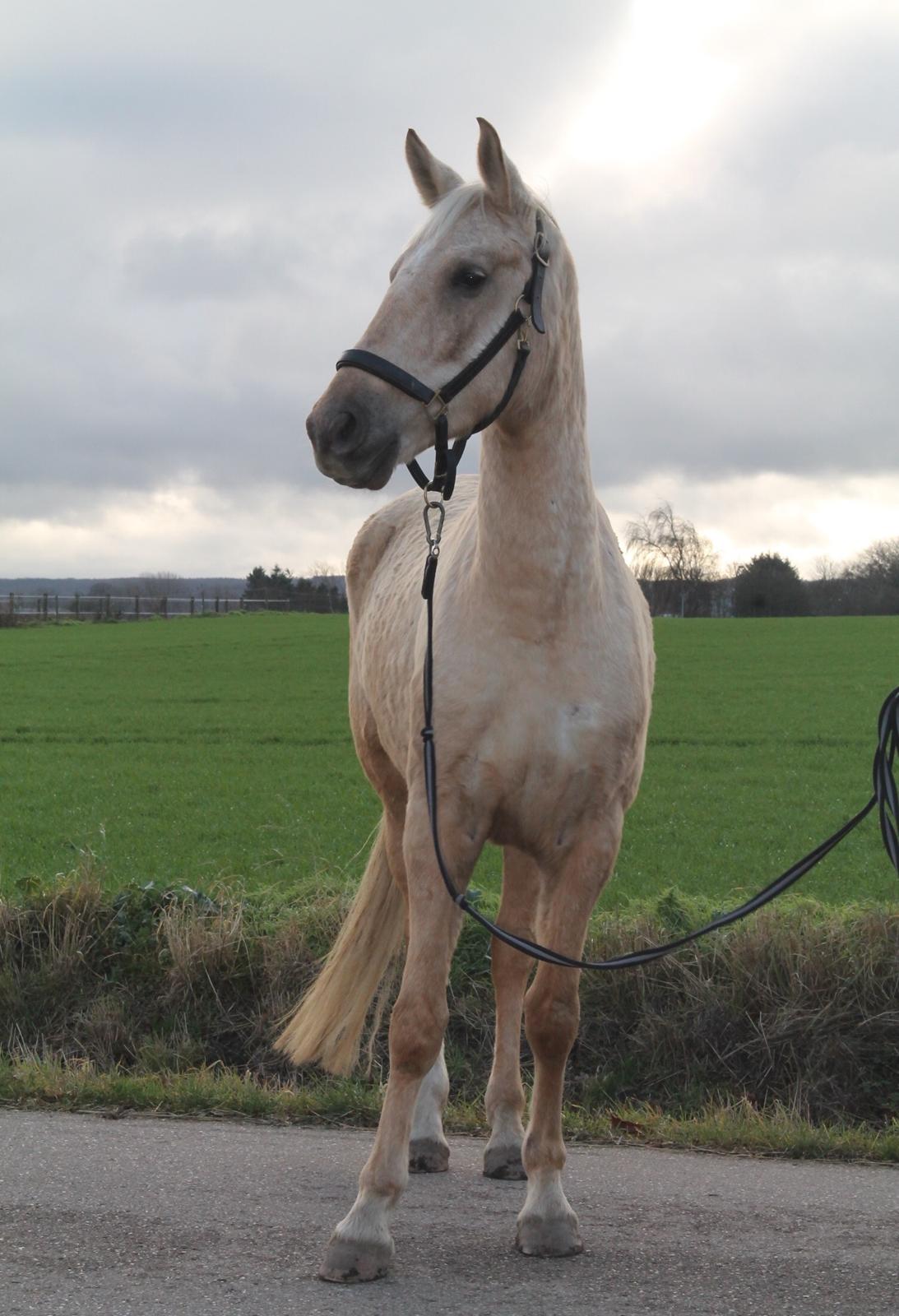 Palomino Trollelys Hemera billede 13