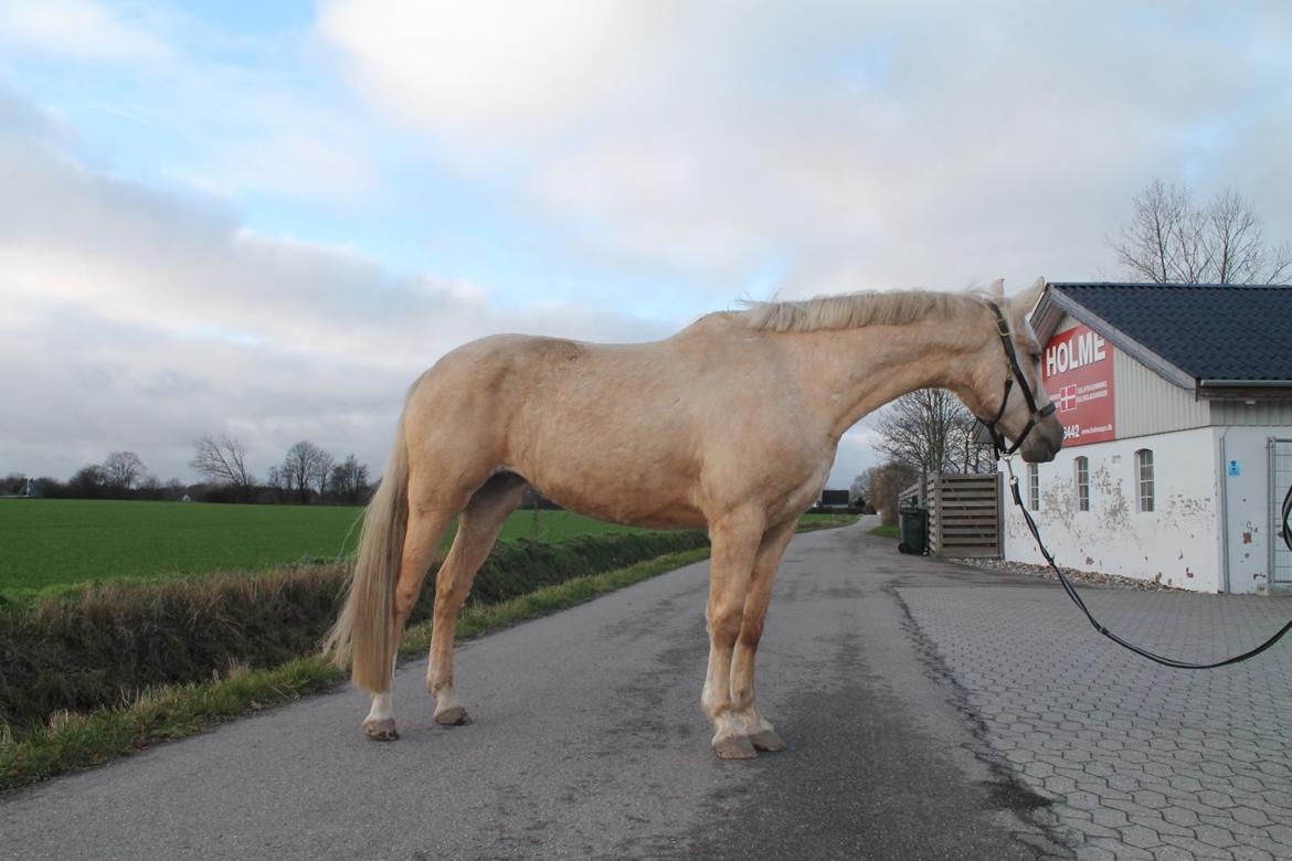 Palomino Trollelys Hemera billede 16