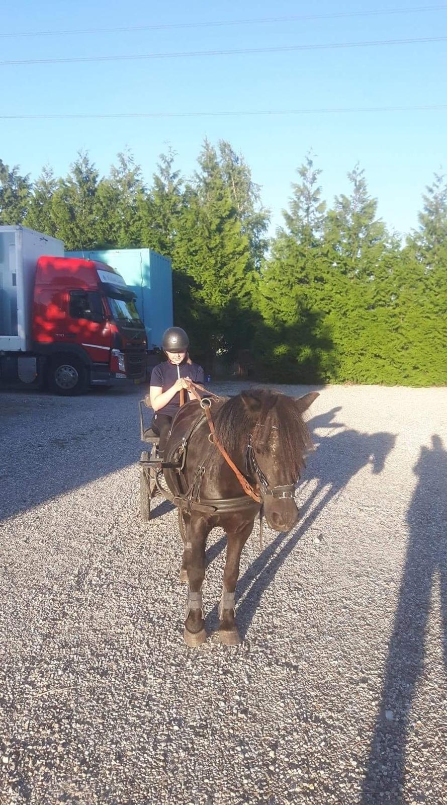 Shetlænder Felix billede 8