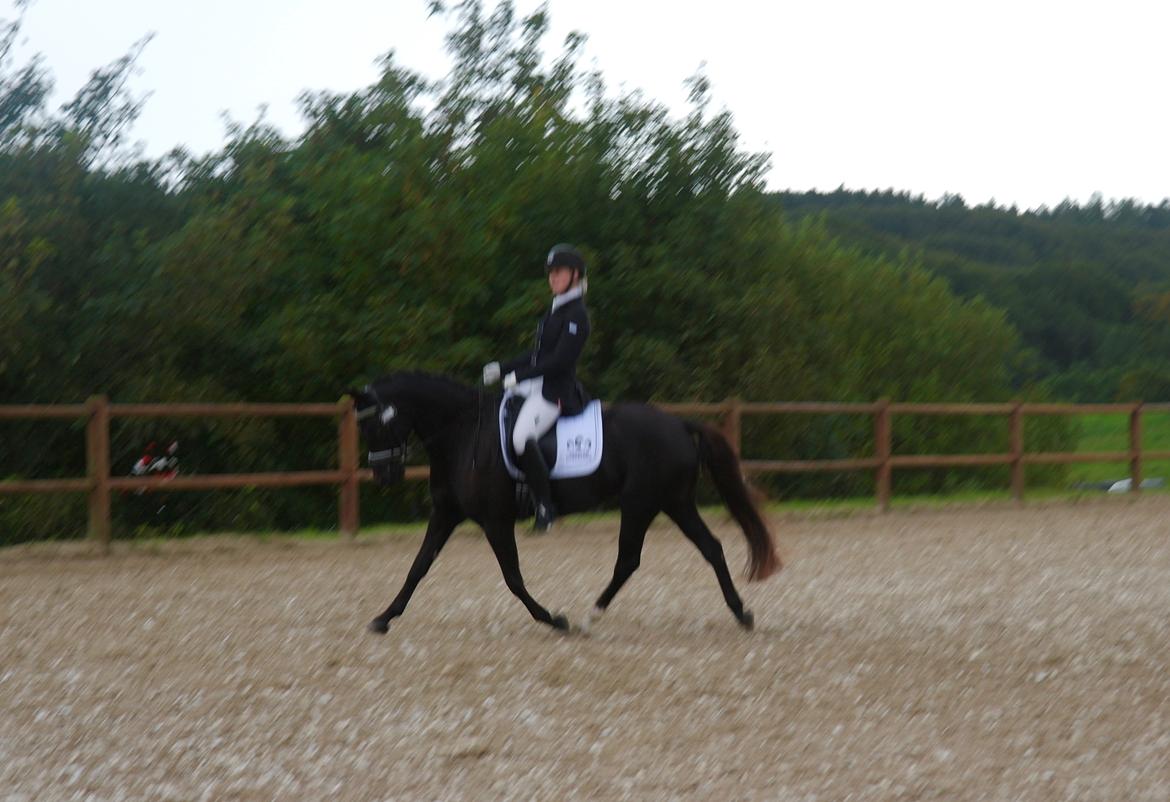 Welsh Partbred (Sec F) Laibek's Olympic billede 5