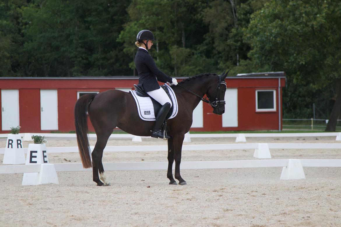 Welsh Partbred (Sec F) Laibek's Olympic billede 6