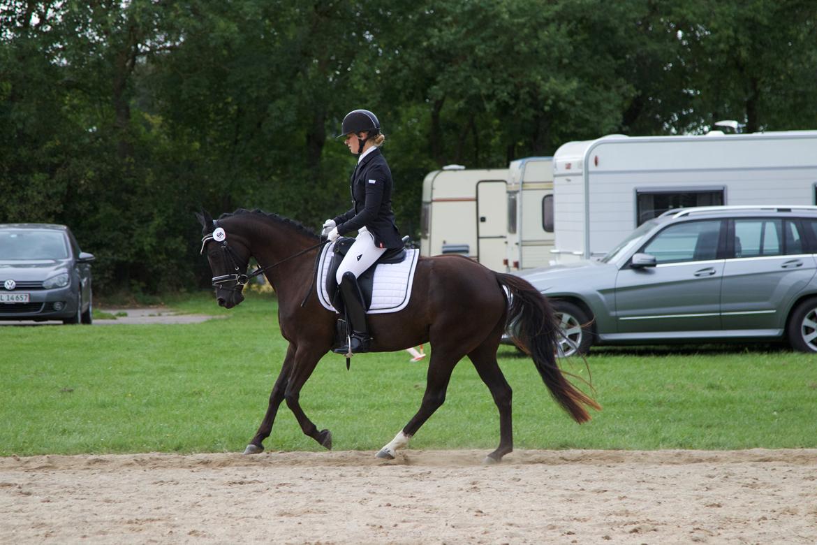 Welsh Partbred (Sec F) Laibek's Olympic billede 7