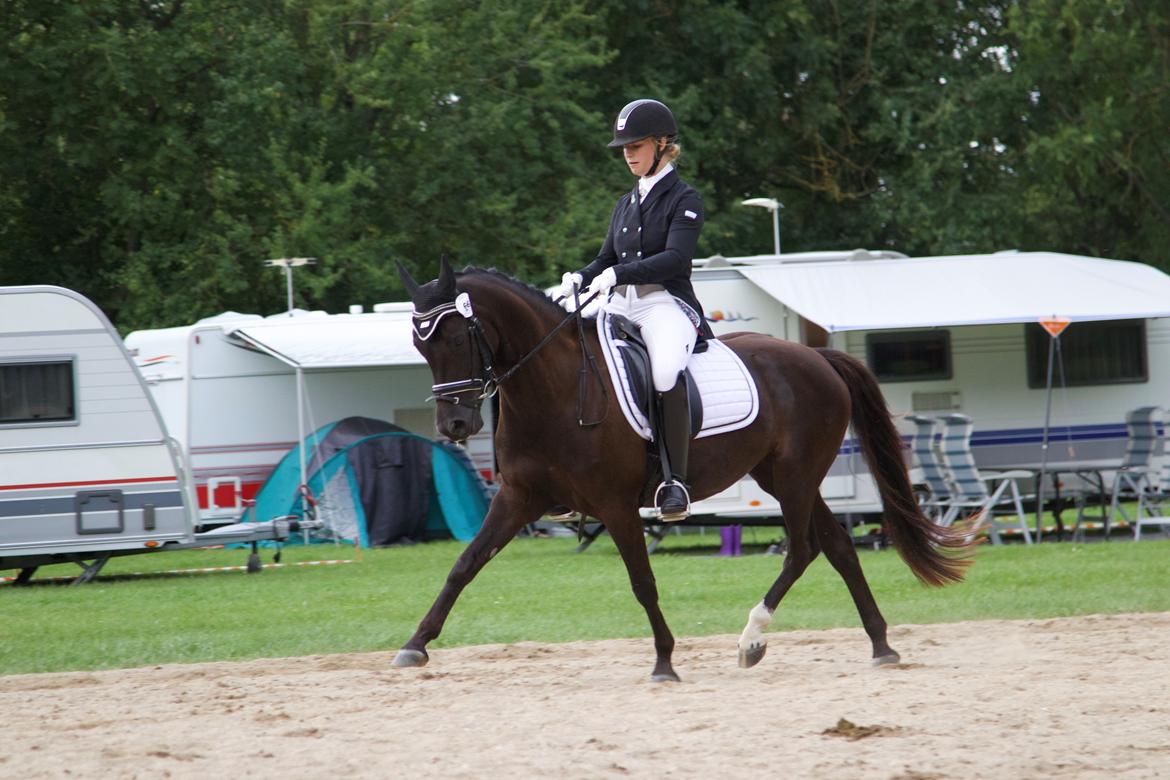 Welsh Partbred (Sec F) Laibek's Olympic billede 8