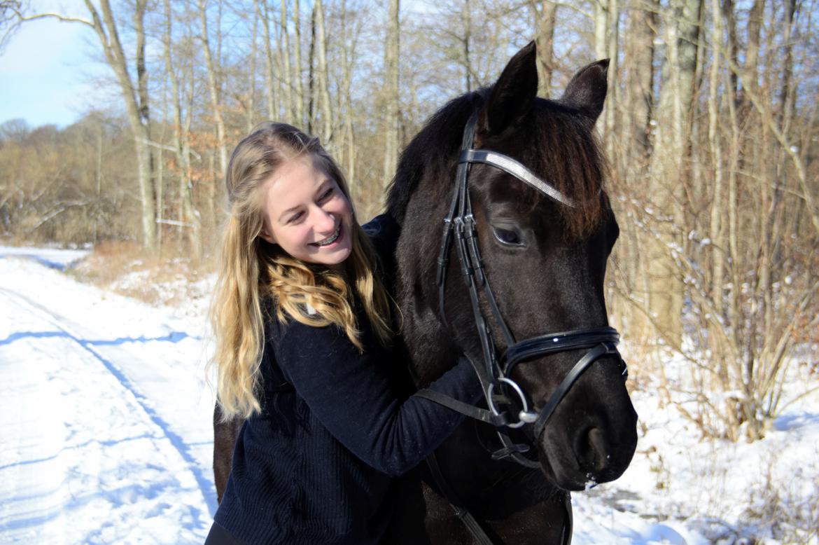 Welsh Partbred (Sec F) Laibek's Olympic billede 10
