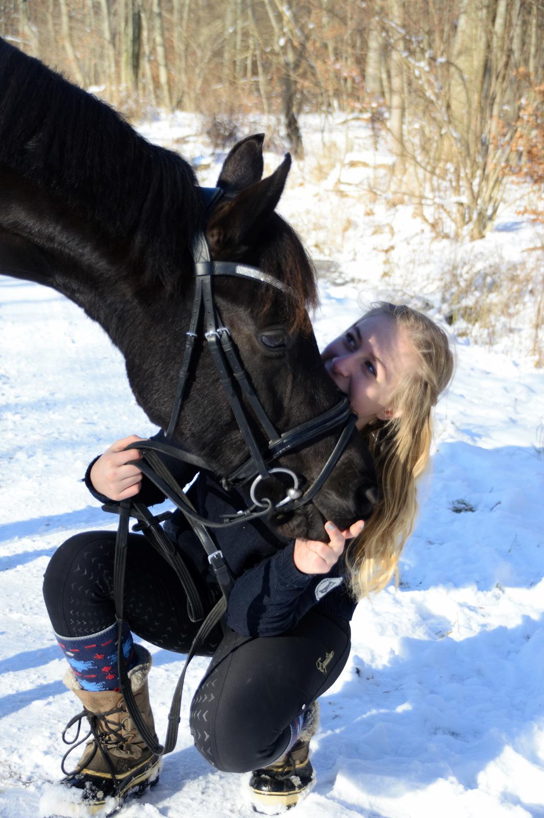 Welsh Partbred (Sec F) Laibek's Olympic billede 11