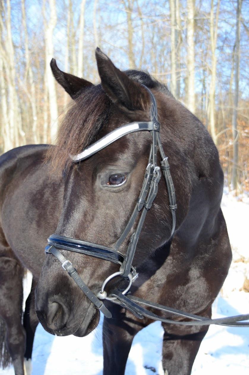 Welsh Partbred (Sec F) Laibek's Olympic billede 12