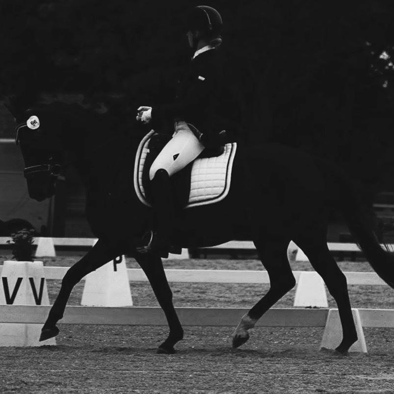 Welsh Partbred (Sec F) Laibek's Olympic billede 13