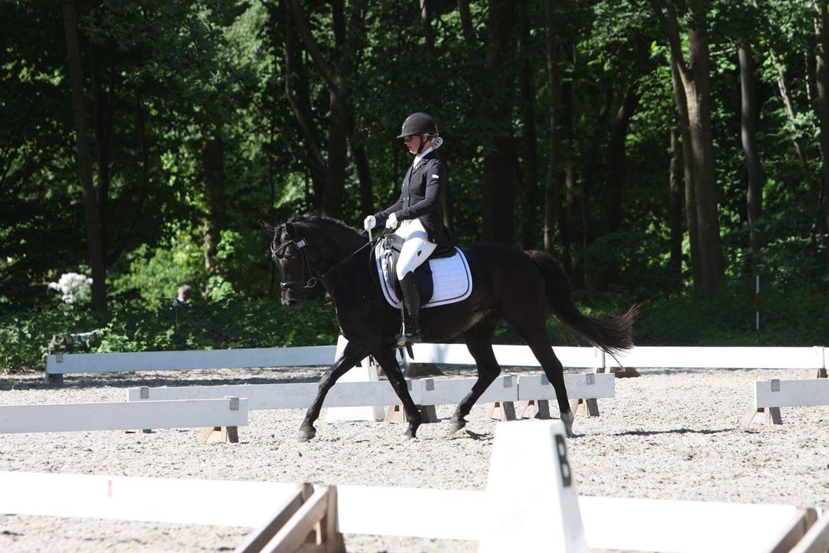 Welsh Partbred (Sec F) Laibek's Olympic billede 14