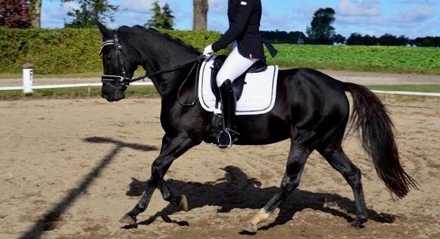 Welsh Partbred (Sec F) Laibek's Olympic billede 16