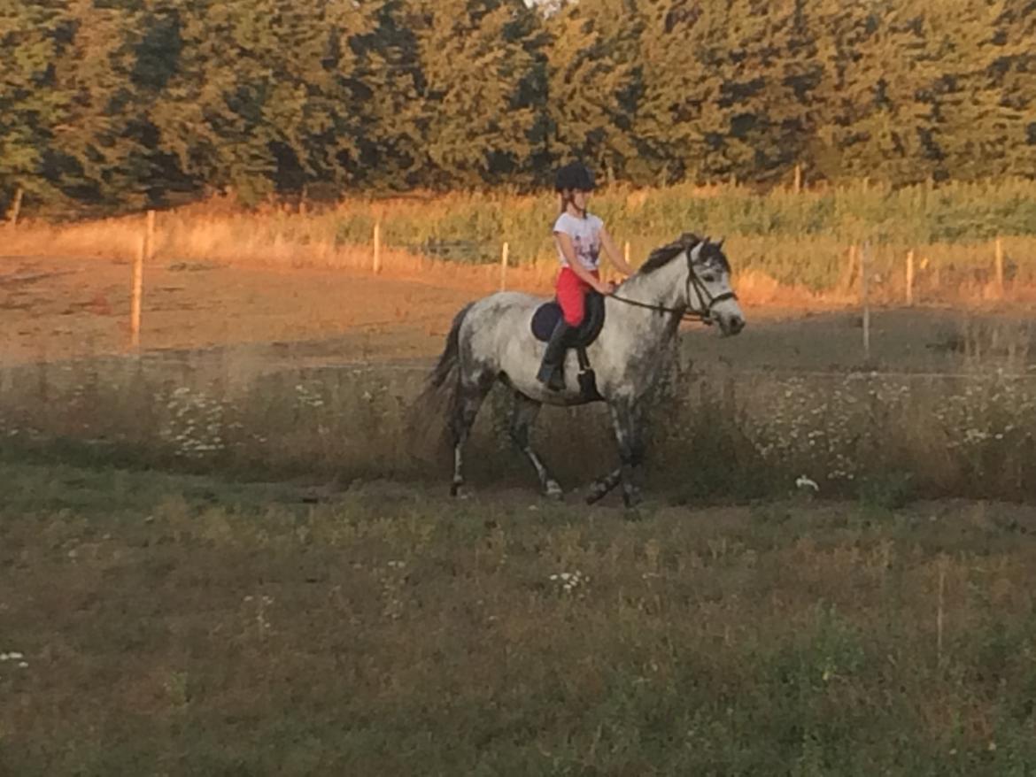 Anden særlig race Wupti billede 5