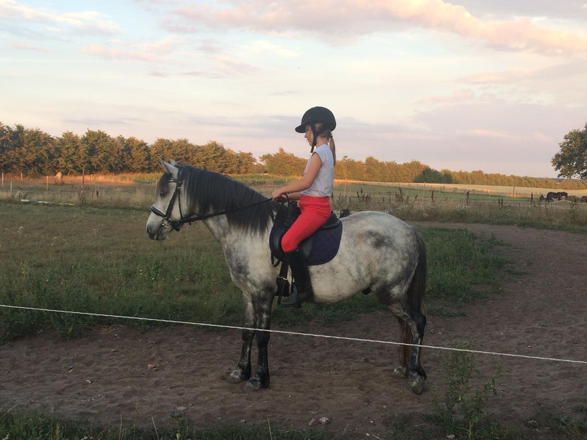 Anden særlig race Wupti billede 4