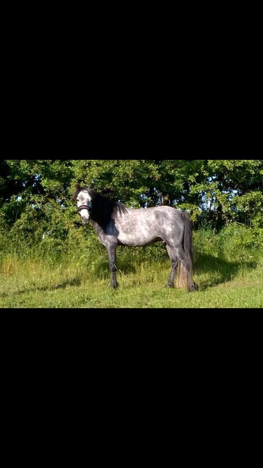 Anden særlig race Wupti billede 6